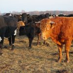 A group of black and brown cattle grazing in an open field under daylight.