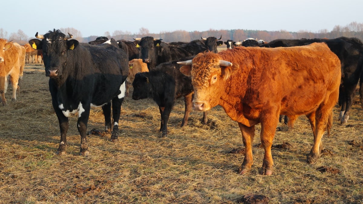 A group of black and brown cattle grazing in an open field under daylight.